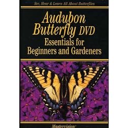 Audubon Butterfly: Essentials For Beginners & Gardeners