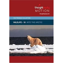 Wildlife 16 - Into the Arctic