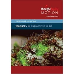Wildlife 11 - Ants on the Hunt