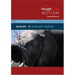 Wildlife 12 - Elephant Families