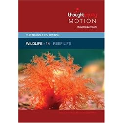 Wildlife 14 - Reef Life