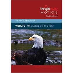 Wildlife 10 - Eagles on the Hunt