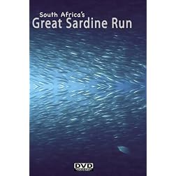 South Africa's Great Sardine Run