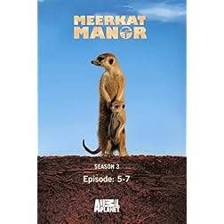 Meerkat Manor Season 3 - Episode: 5-7