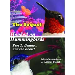 Hummingbirds! Beauty and the Beast