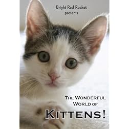 The Wonderful World of Kittens!