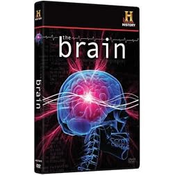 The Brain