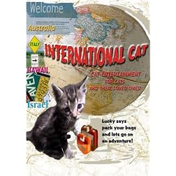 International Cat Video ~ Entertainment for cats and their loved ones