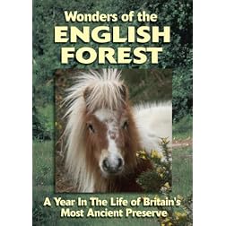 English Ponies of The Forest