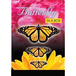 Butterfly In A Box
