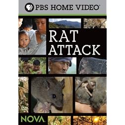 Rat Attack!