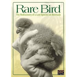 Rare Bird