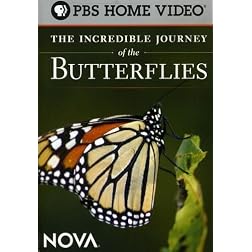 The Incredible Journey of the Butterflies