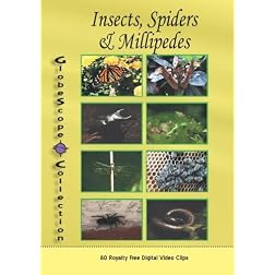 The Globescope Collection  Insects, Spiders & Millipedes Royalty Free Stock Footage