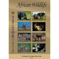 The Globescope Collection  African Wildlife Royalty Free Stock Footage