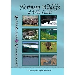 The Globescope Collection  Northern Wildlife & Wild Lands - Royalty Free Stock Footage