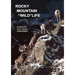 ROCKY MOUNTAIN WILDLIFE
