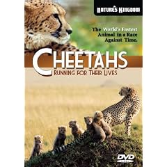 Cheetahs  Running for their Lives