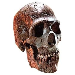 Ancient big skulls