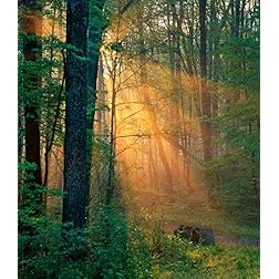 World's Most Relaxing Places: Ancient Forest