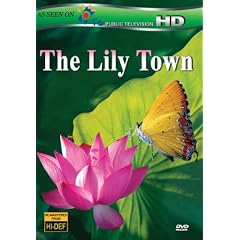 Lily Town