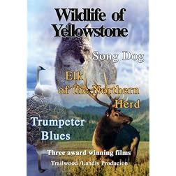 Wildlife of Yellowstone