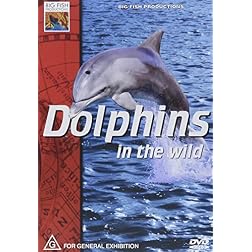 Dolphins In The Wild