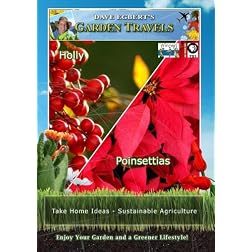 Garden Travels Holly Poinsettias