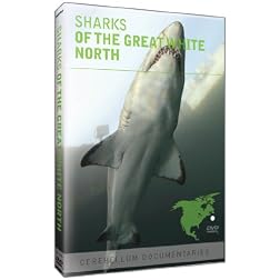 Sharks of the Great White North