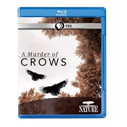 Nature: A Murder of Crows [Blu-ray]