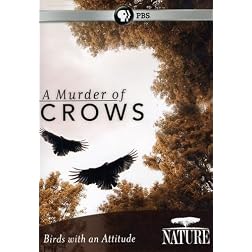 Nature: A Murder of Crows
