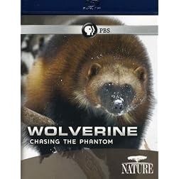 Nature: Wolverine: Chasing the Phantom [Blu-ray]