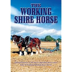 The Working Shire Horse