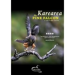 Karearea: the pine falcon