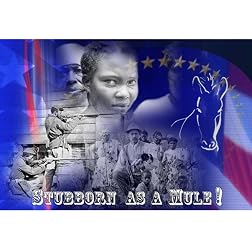 Stubborn As A Mule!