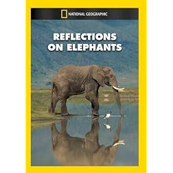 Reflections on Elephants