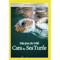 Tales from the Wild: Cara the Sea Turtle