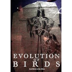 Evolution of Birds