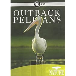 Nature: Outback Pelicans