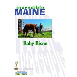 iM-405 Baby Bison
