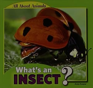 whats an insect?
