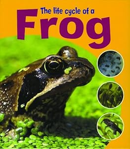 the life cycle of a frog